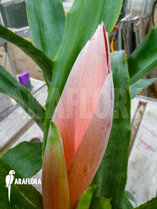 Billbergia decora