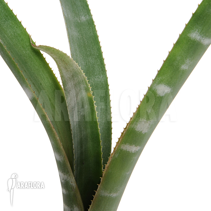 Billbergia kuhlmanii