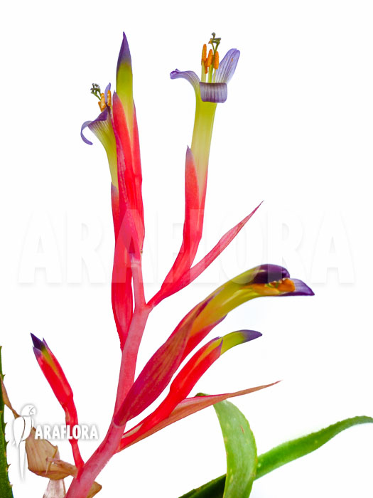 Billbergia lietzei flower