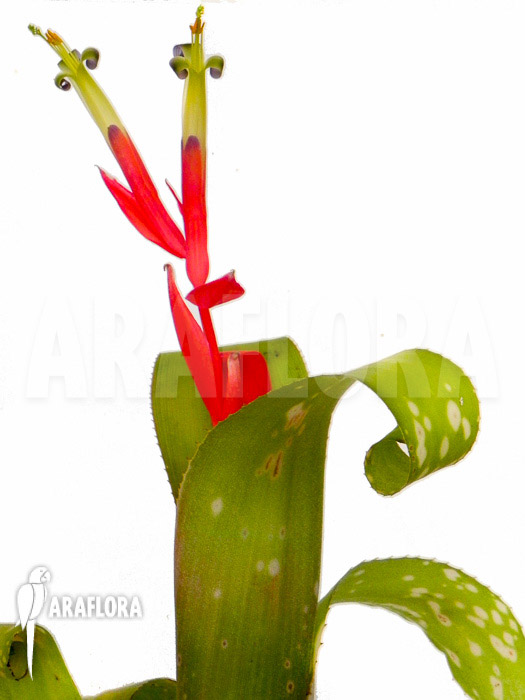 Billbergia leptopoda flower