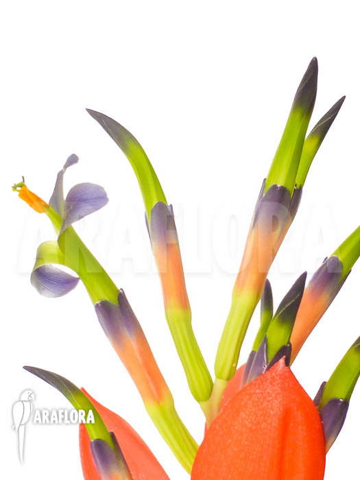 Billbergia morelli flower