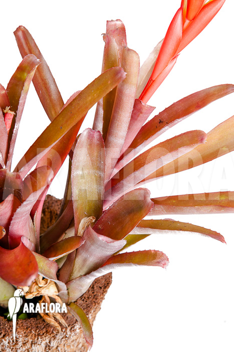 Billbergia morelli