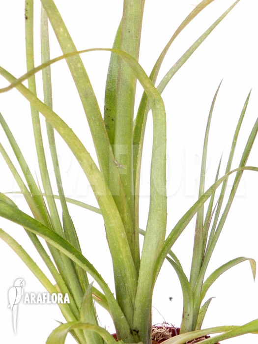 Billbergia nutans