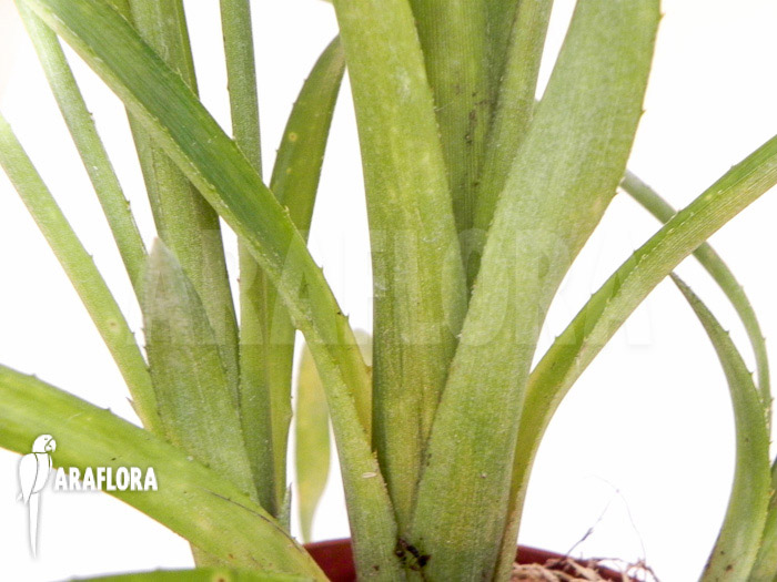 Billbergia nutans