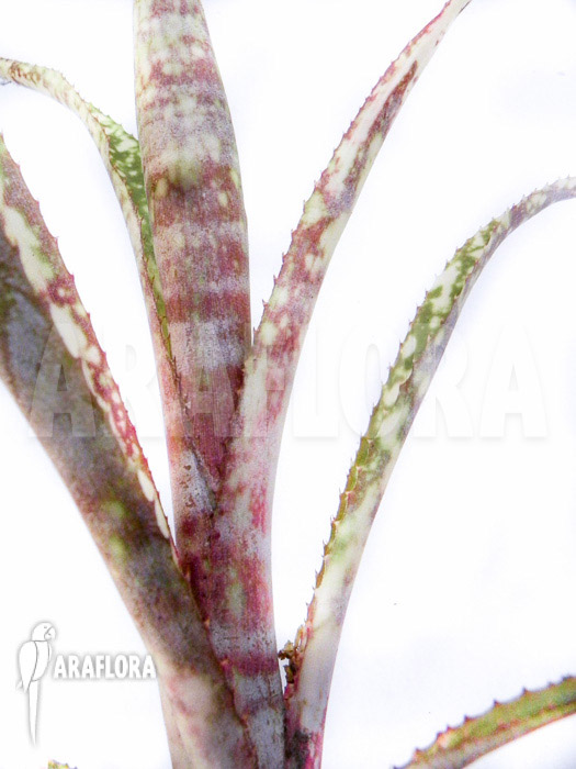 Billbergia species variagated