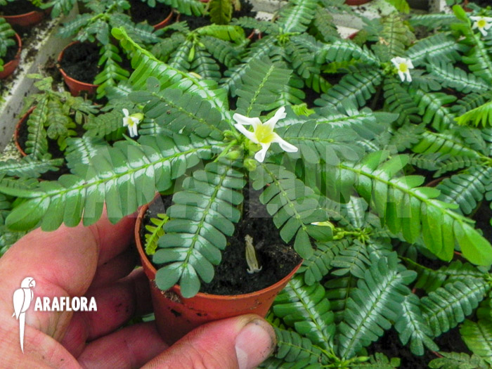 Biophyttum x Snowman