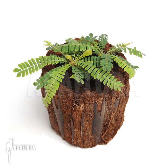 Biophytum sensitivum