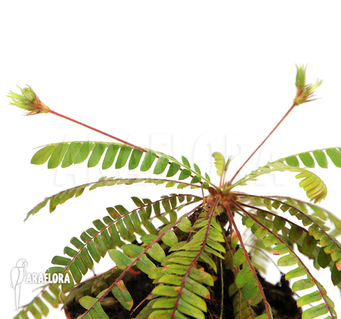 Biophytum sensitivum