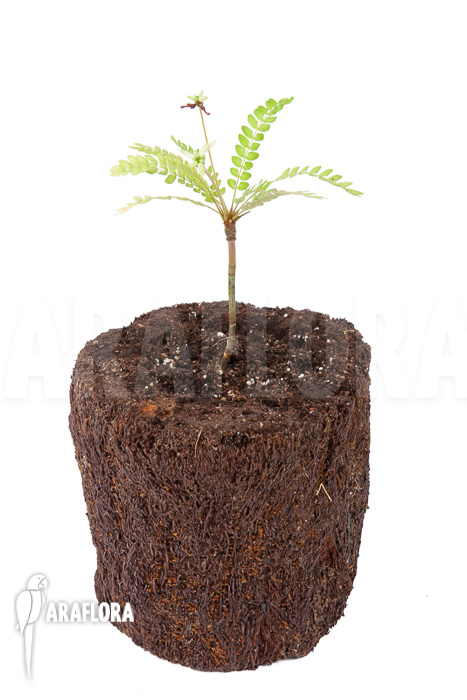 Biophytum sensitivum ‘white flower’