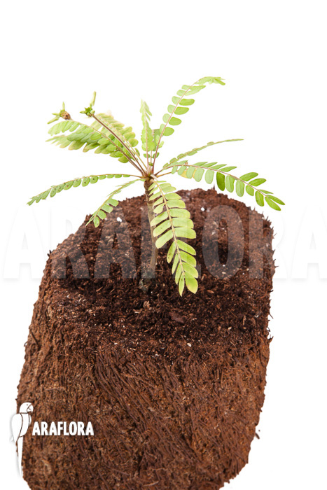 Biophytum species Ecuador