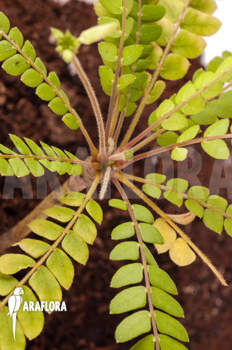 Biophytum species Ecuador