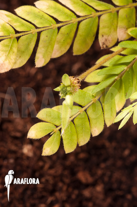 Biophytum species Ecuador