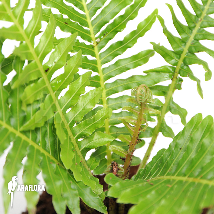 Blechnum gibbum