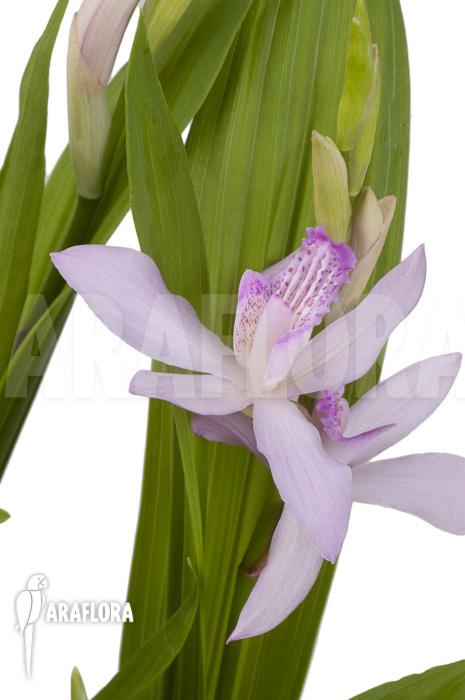 Bletilla striata