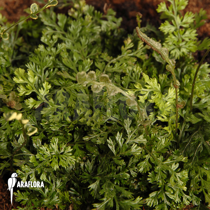 Bolbitis heteroclita ‘Thailand’