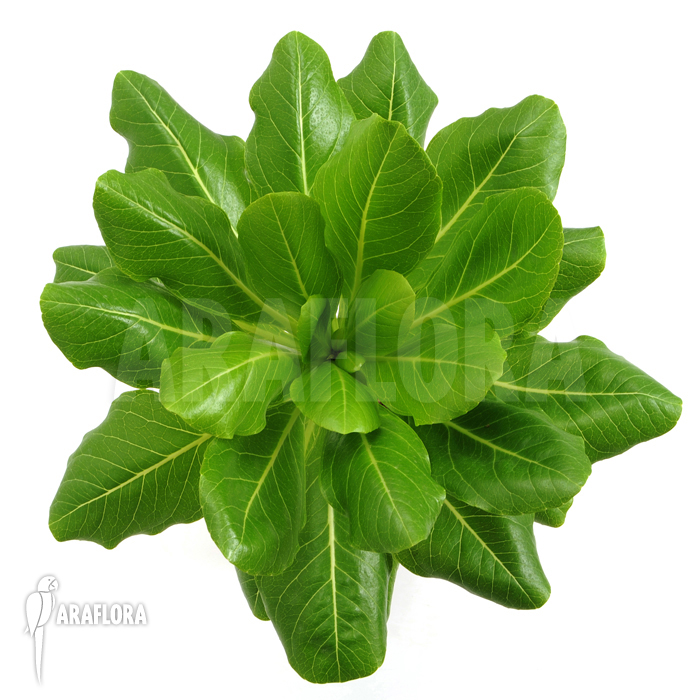 Brighamia insignis &lsquo;Hawaiian palm&rsquo;