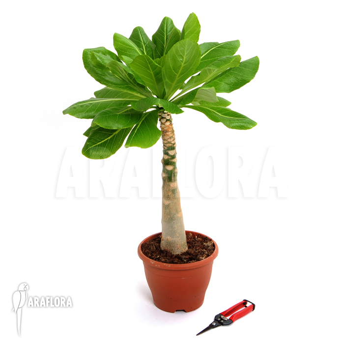 Brighamia insignis &lsquo;Hawaiian palm&rsquo;