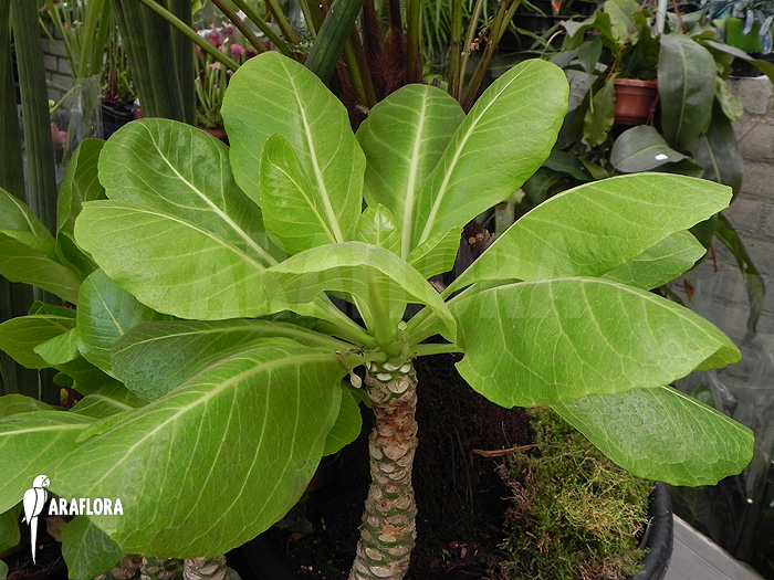Brighamia insignis ‘Hawaiian palm’