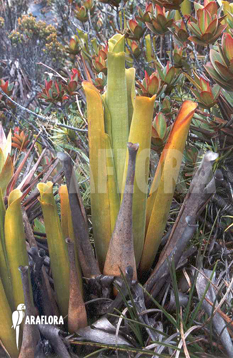 Brocchinia habitat