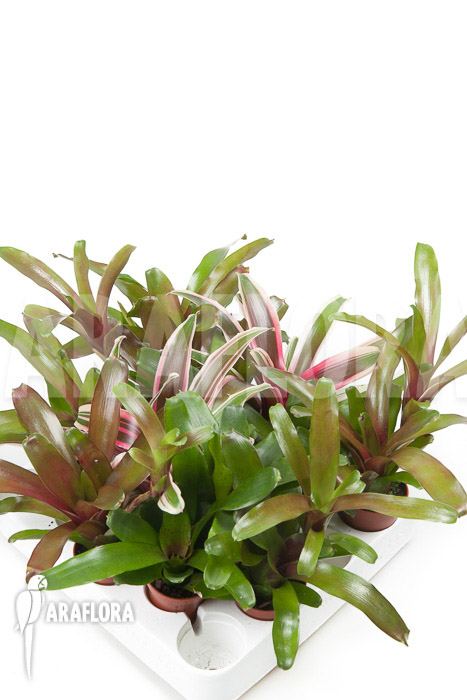 Bromeliad Neoregelia package (10 plants)