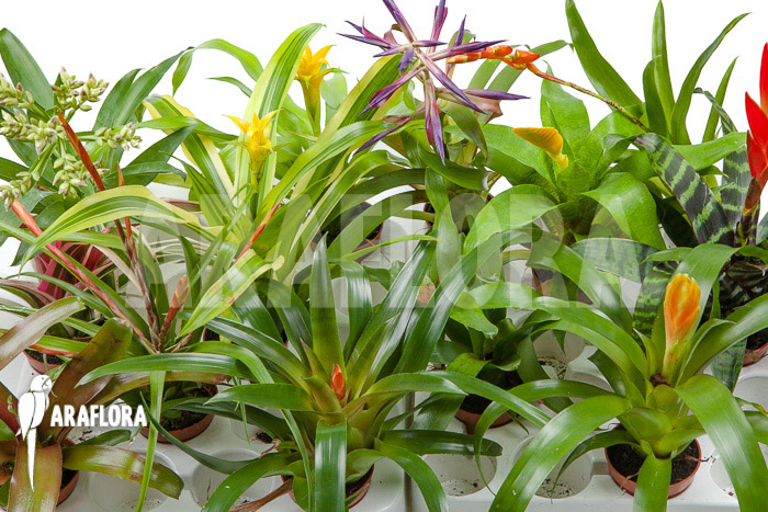 Bromeliad Neoregelia package XL Deal (12 plants)