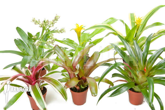 Bromeliad Neoregelia package XL Deal (12 plants)