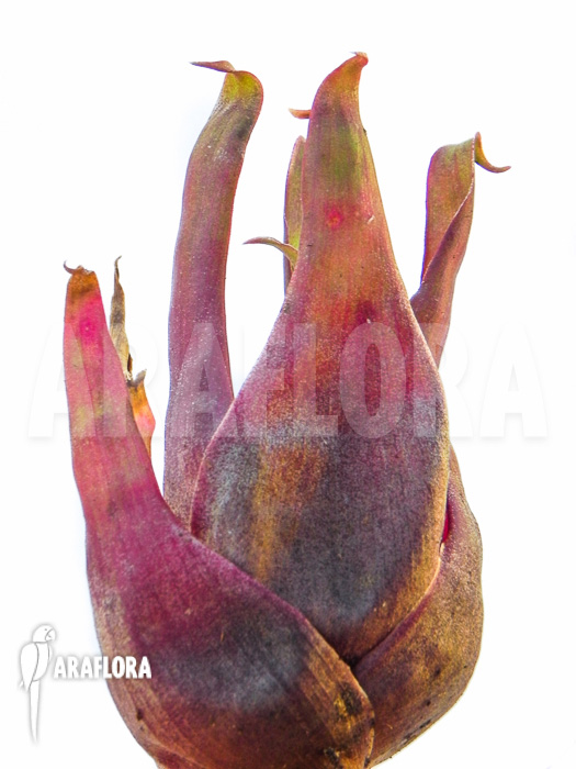 Bromeliad species Duida