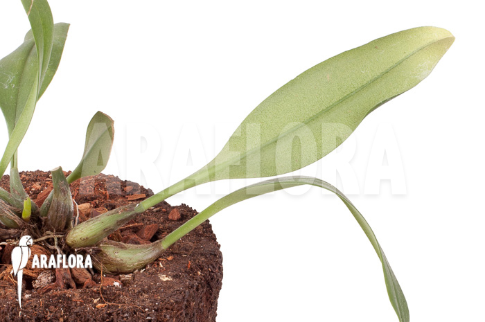 Bulbophyllum carunculatum Starter