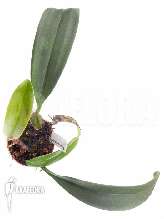 Bulbophyllum eberhardtii ‘M’