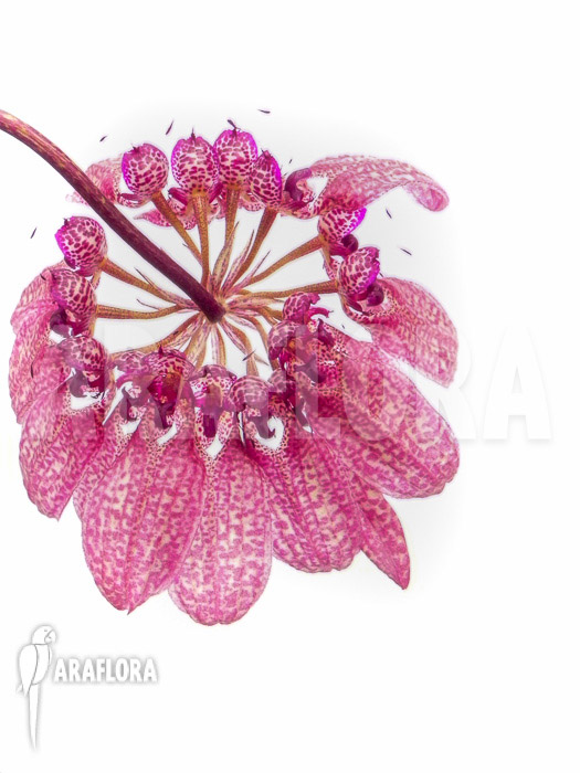 Bulbophyllum eberhardtii ‘M’ flower