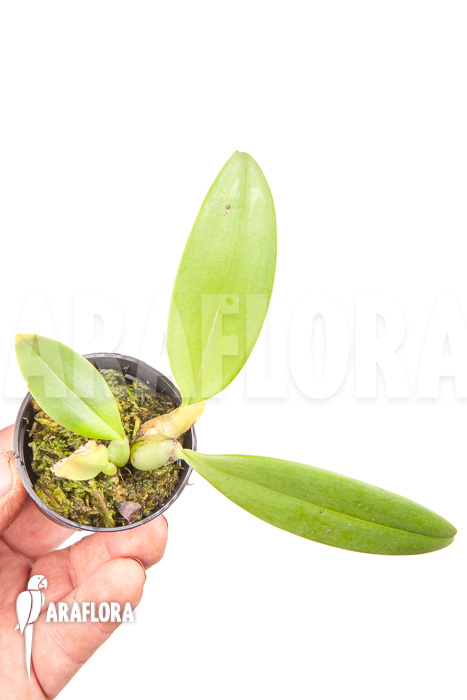 Bulbophyllum echinolabium ‘starter’