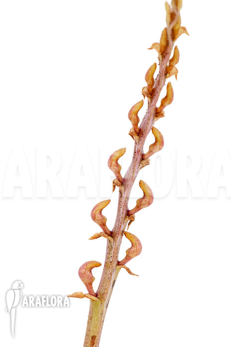 Bulbophyllum falcatum