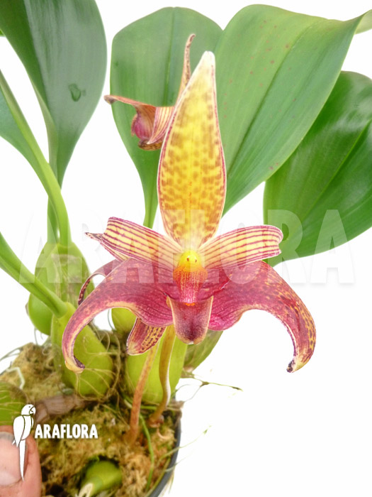 Bulbophyllum lobbii