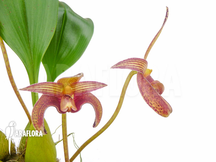 Bulbophyllum lobbii