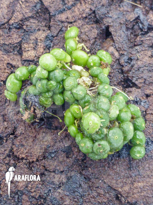 Bulbophyllum moniliforme
