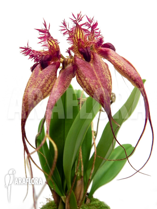 Bulbophyllum rothschildianum