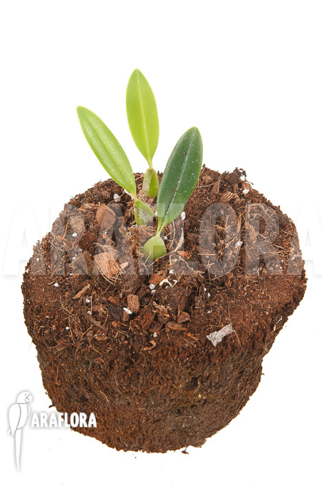 Bulbophyllum saltatorium