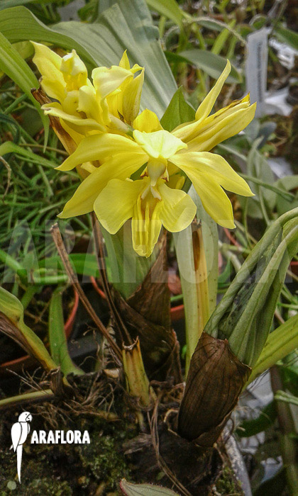 Calanthe sieboldii flower