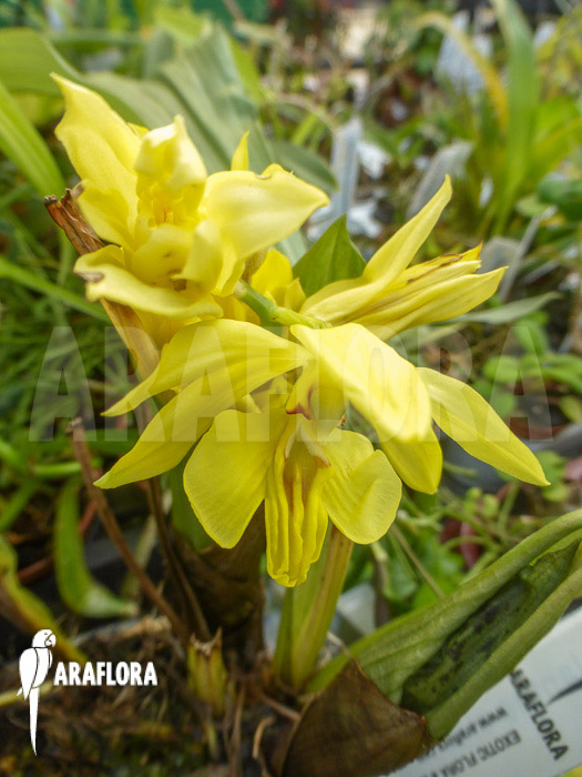 Calanthe sieboldii flower