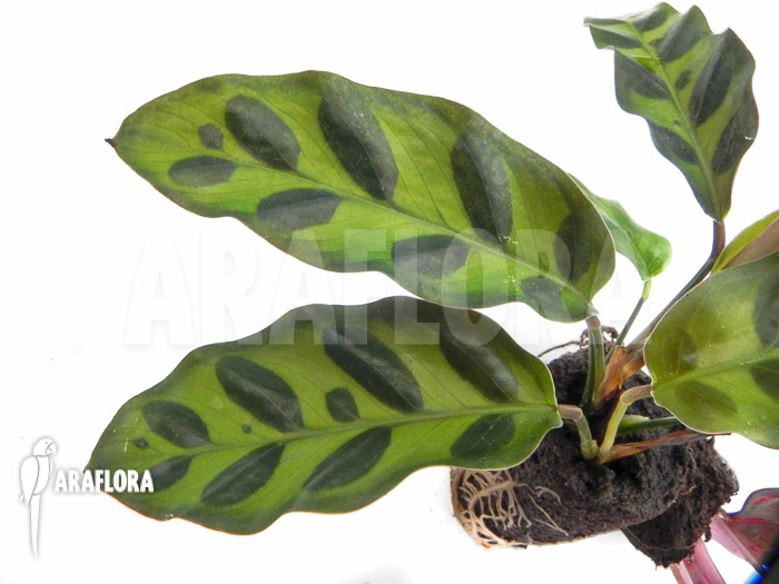 Calathea lancifolia