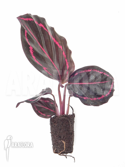 Calathea x Dottie plug