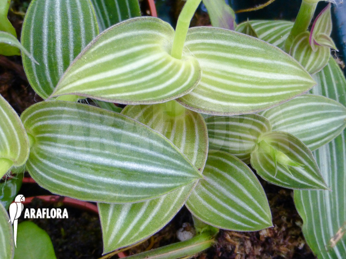 Callisia gentlei var. Elegans