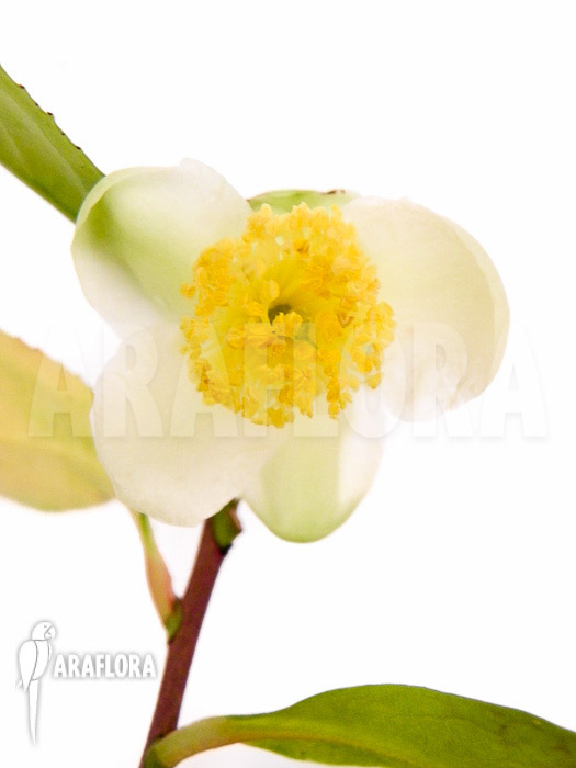 Camellia sinensis flower