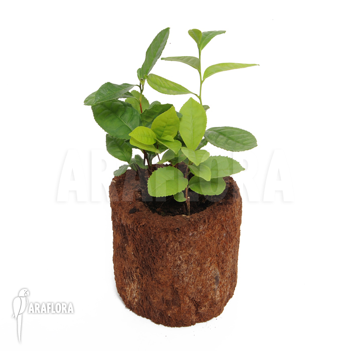 Camellia sinensis &lsquo;Tea plant&rsquo;