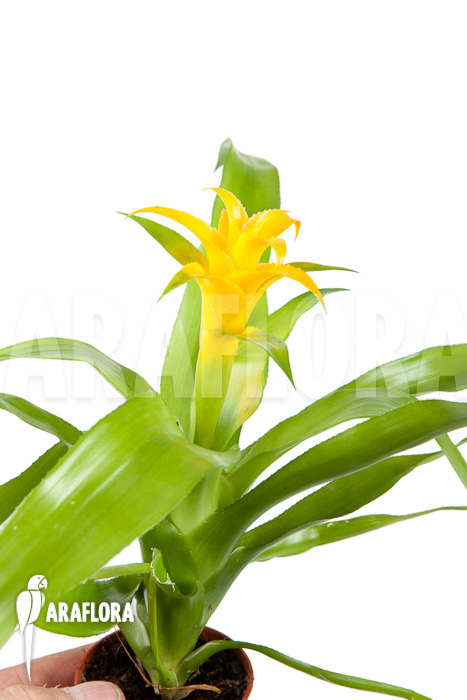 Canistropsis-billbergioides-cv-citron-5