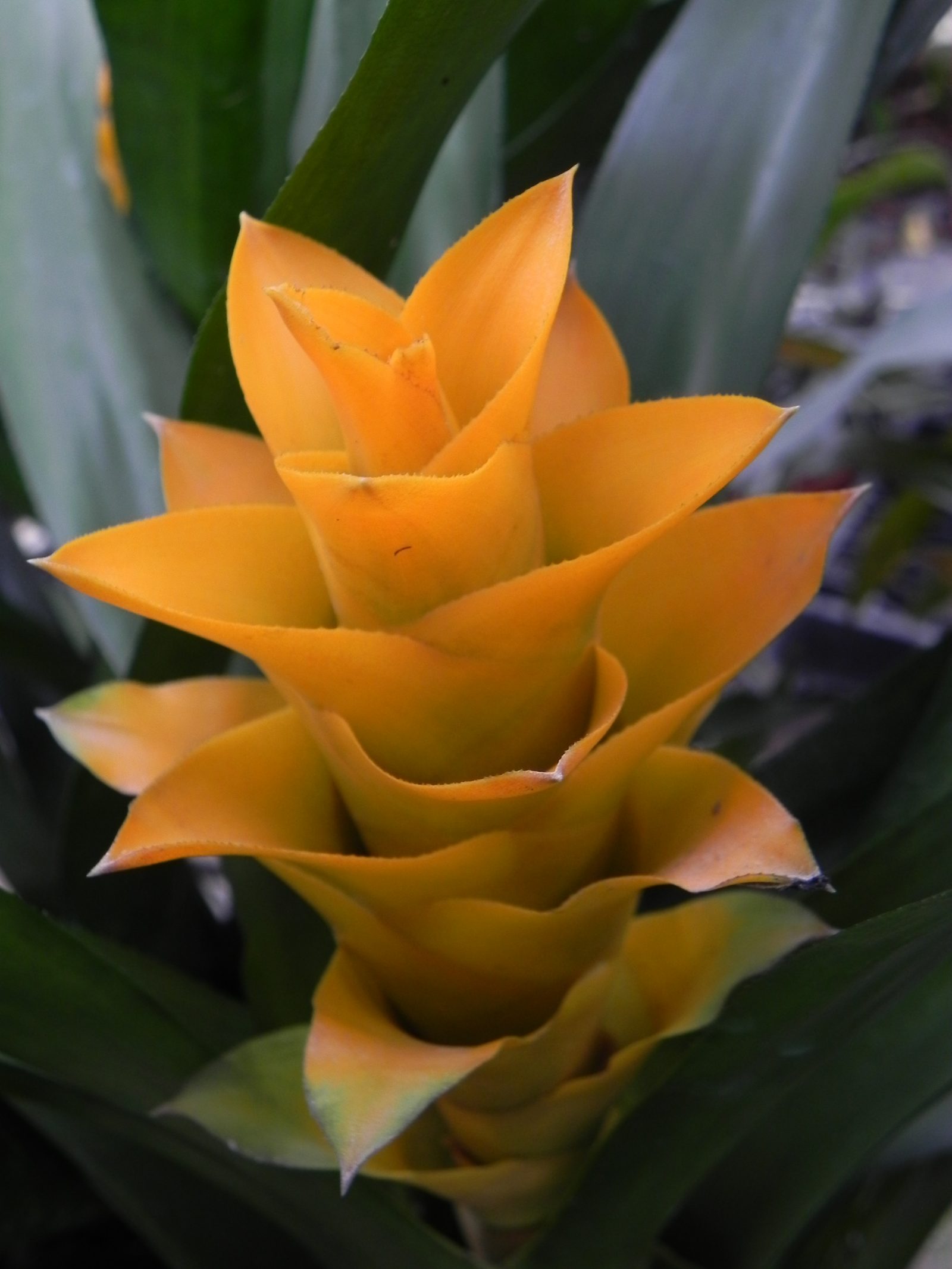 Canistropsis seidelii &lsquo;Yellow&rsquo;