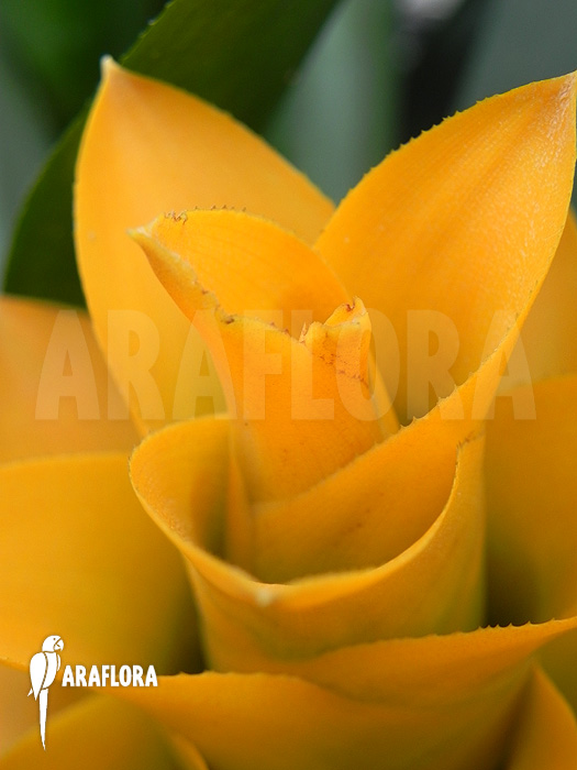 Canistropsis seidelii &lsquo;Yellow&rsquo;