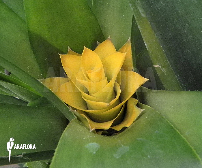 Canistropsis seidelii &lsquo;Yellow&rsquo;