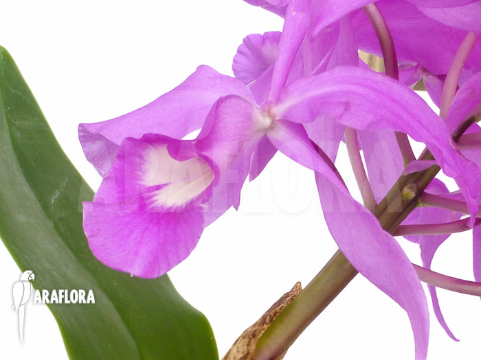 Cattleya skinneri