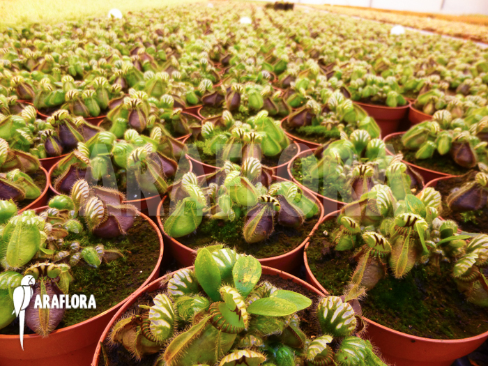 Cephalotus follicularis &lsquo;M&rsquo;